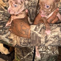 Yorkipoo puppies from Bella Dreamss LLC