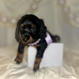 Female 1 - Black and tan female Dachshund puppy in Montgomery County, Texas from Gotham City Dachshunds