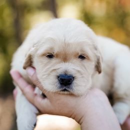 Ember - Golden female Golden Retriever puppy in Millry, Alabama from Buck Hill Goldens