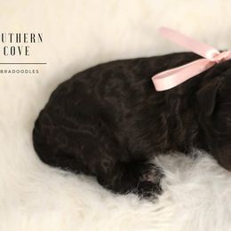 Truffle - Chocolate female Australian Labradoodle puppy in Winter Haven, Florida from Southern Cove Labradoodles