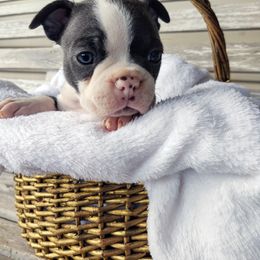 Boston Terrier Puppies from Dixieland Bostons