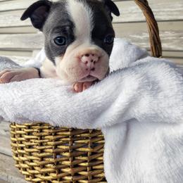 Boston Terrier Puppies from Dixieland Bostons