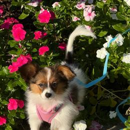 Roan - White and sable male Papillon puppy in Benton, Arkansas from Mama's Pride