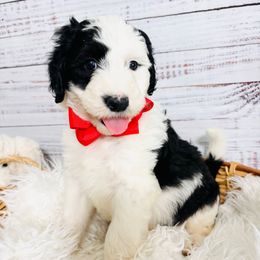Captain Crunch - Black and white male Sheepadoodle puppy in Nixa, Missouri from Davis Family Doodles