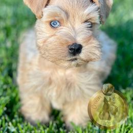 Miniature Schnauzer Puppies from Crown Schnauzers KC