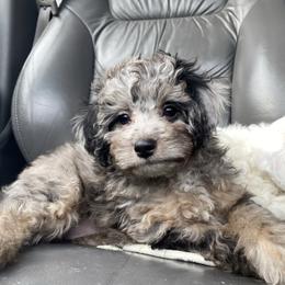 Hickory - Merle female Goldendoodle puppy in Eaton, Ohio from Dezi’s Sonshine Doodles