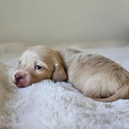 Boy 3 - Cream male Dachshund puppy in Pasco, Washington from Loyal Lil Dachshunds