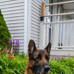Juniper - German Shepherd