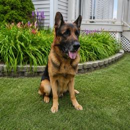 Juniper - German Shepherd