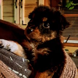 Itsy - Black tri-color female Australian Shepherd puppy in Warren, New Hampshire from Waggle Time Farms