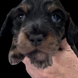 Cody - Dapple male Dachshund puppy in Franklinton, North Carolina from Wildwynn Dachshunds