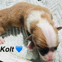 Kolt - White and red male Pembroke Welsh Corgi puppy in Cashion, Oklahoma from Shabby Chic Corgis