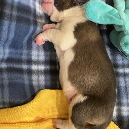 Boy 6 - Red and white male Saint Bernard puppy in New Sharon, Maine from KP Saint Bernards