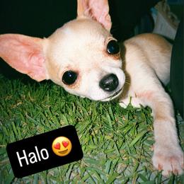 Halo - Fawn female Chihuahua puppy in New Castle, Delaware from Sasha’s Elite Kennel LLC