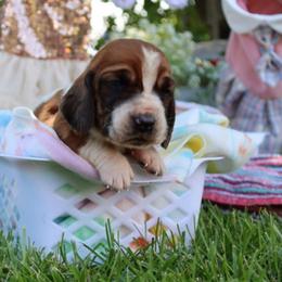 Shell - Mahogany and white female Basset Hound puppy in Pollock, Missouri from Northstar