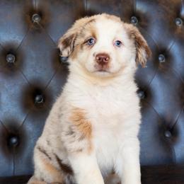 Delilah- Has Tail and Videos - Red merle female Australian Shepherd puppy in Troy, South Carolina from Lana Corley- Australian Shepherds of 3/W Farms