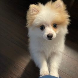 Pomeranians from ARC Kennels