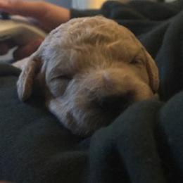 Goldendoodle Puppies from Da Ruba Doodles