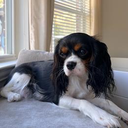 Daisy - Tri-color female Cavalier King Charles Spaniel puppy in Katy, Texas from True Heart Cavaliers llc