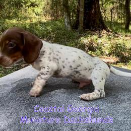 Gorgeous Chocolate Piebald Boy Covered In Ticking Spots - Chocolate and tan male Dachshund puppy in Brunswick, Georgia from Coastal Georgia Miniature Dachshunds