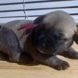 Burgundy - Yellow female Black Mouth Cur puppy in Warsaw, Missouri from Heritage Cow Dogs