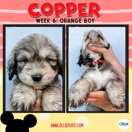 Copper (Orange) - male Golden Mountain Doodle puppy in Boiling Springs, South Carolina from OlliePups, LLC