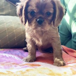 Cavalier King Charles Spaniel, Cavapoo, and Poodle Puppies from Melissa's East End Cavaliers