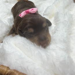 Mango - Chocolate and tan female Dachshund puppy in Mansfield, Missouri from Owens Farm