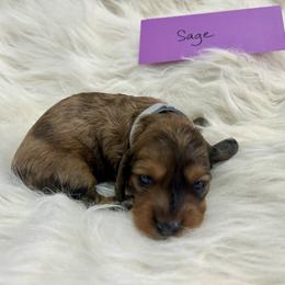 Sage - Dapple male Dachshund puppy in Crawford, Colorado from Spotted Doxie Ranch