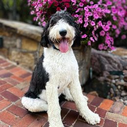 Birdie - Sheepadoodle