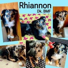 Rhiannon - Blue merle female Australian Shepherd puppy in Mid West, Illinois from Water's Edge Aussies