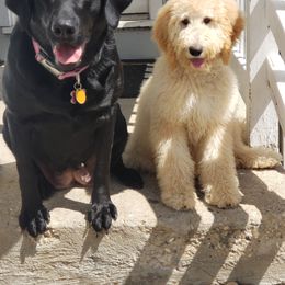 Double Doodle and Goldendoodle Puppies from Badgerland Goldendoodles