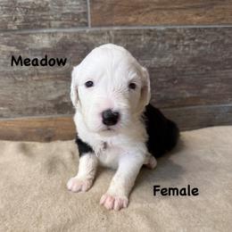 Meadow - Gray and white female Old English Sheepdog puppy in Blackfoot, Idaho from What the Fluff Old English Sheepdog