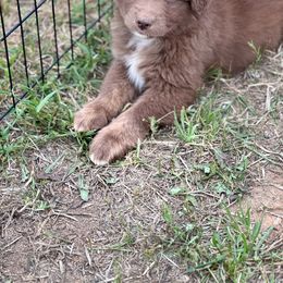 Stella - Red tri-color Australian Shepherd puppy in Mineral Wells, Texas from A6 Australian Shepards
