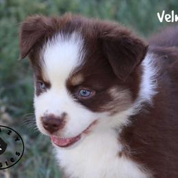 Velma - Red tri female Miniature Australian Shepherd puppy in Garden Plain, Kansas from Krazy K Aussies