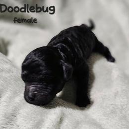 Doodlebug - Black female Goldendoodle puppy in Harris County, Texas from Cute & Curly Doodles