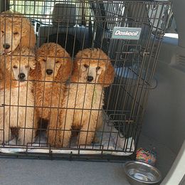 Poodle Puppies from APAW Poodles