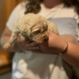 Goldendoodle Puppies from Island Doodles of Maine