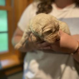 Goldendoodle Puppies from Island Doodles of Maine