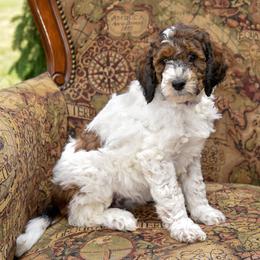 Flora - Parti female Goldendoodle puppy in Idaho Falls, Idaho from High Quality Goldendoodles