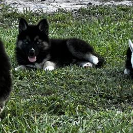 Siberian Husky Puppies from Hargaden Huskies
