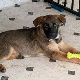 Magenta - Black and tan female German Shepherd puppy in Anaheim, California from Hanan's German Shepherds