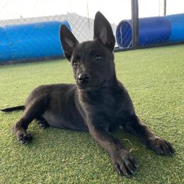 Girl 1 - Black brindle female Dutch Shepherd puppy in San Diego, California from TecK9s