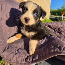 Katya - Black tri-color female Australian Shepherd puppy in Abilene, Texas from S&K Aussies N' Rotties