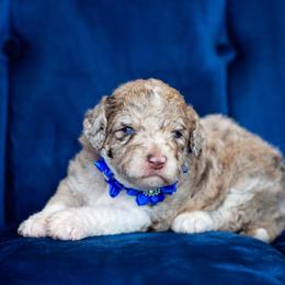 Aussiedoodle Puppies from Dani's Dandy Doodles