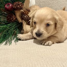 Clarice - Cream female Dachshund puppy in Marshfield, Missouri from Hilltop Kennel LLC