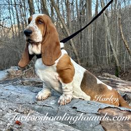 Harley - Basset Hound