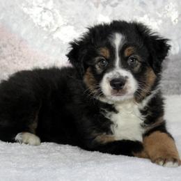 Rocco - Black tri male Miniature Australian Shepherd puppy in Belleview, Florida from Jennifer Townley