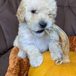 Poodle Puppies from Clegg Poodles