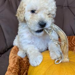 Poodle Puppies from Clegg Poodles